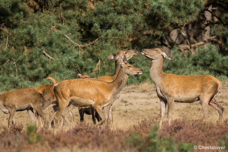 _DSC0175.JPG - Park de Hoge Veluwe