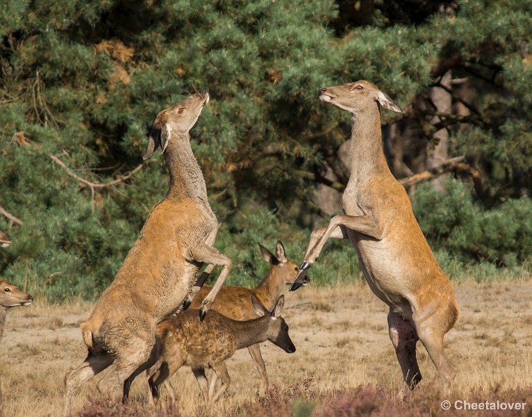 _DSC0178.JPG - Park de Hoge Veluwe