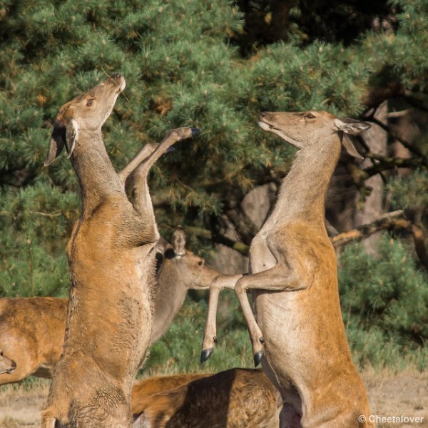 _DSC0181.JPG - Park de Hoge Veluwe