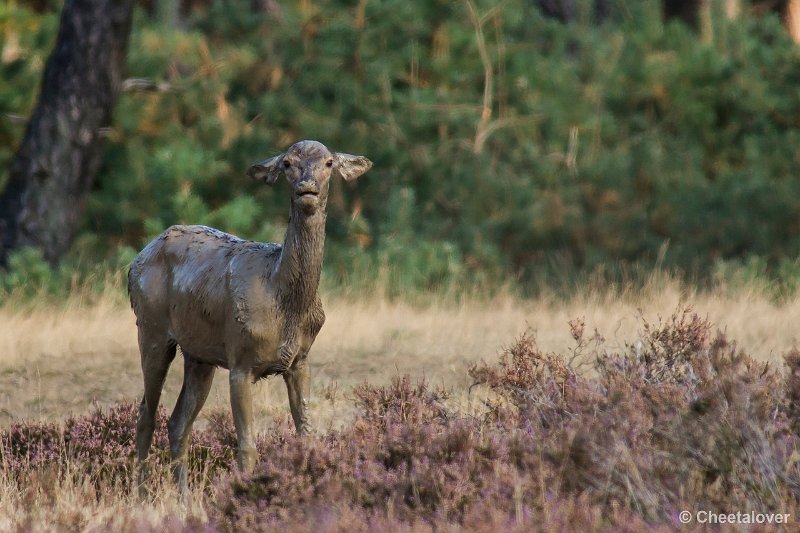 _DSC0205.JPG - Park de Hoge Veluwe