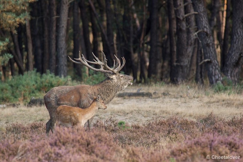 _DSC0211.JPG - Park de Hoge Veluwe