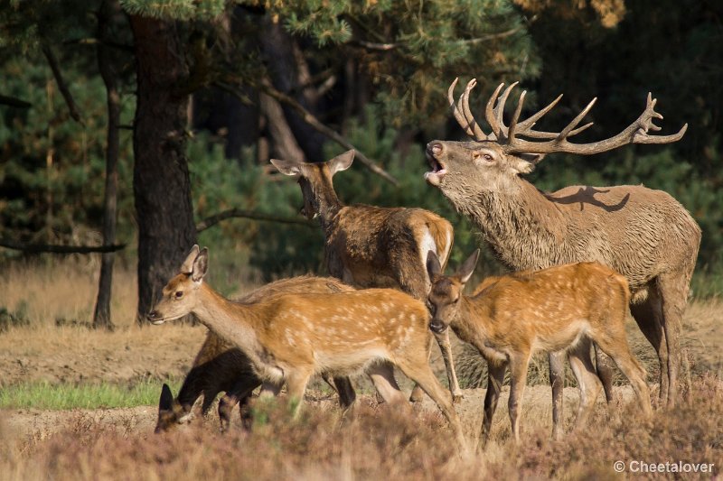 _DSC0224.JPG - Park de Hoge Veluwe