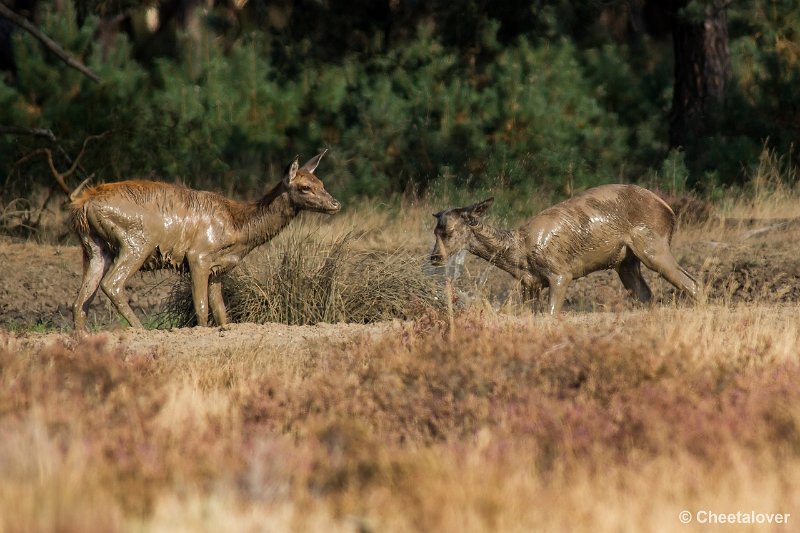 _DSC0242.JPG - Park de Hoge Veluwe