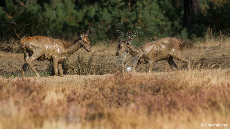 _DSC0243.JPG - Park de Hoge Veluwe