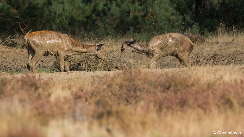 _DSC0244.JPG - Park de Hoge Veluwe