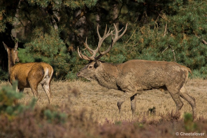 _DSC0285.JPG - Park de Hoge Veluwe