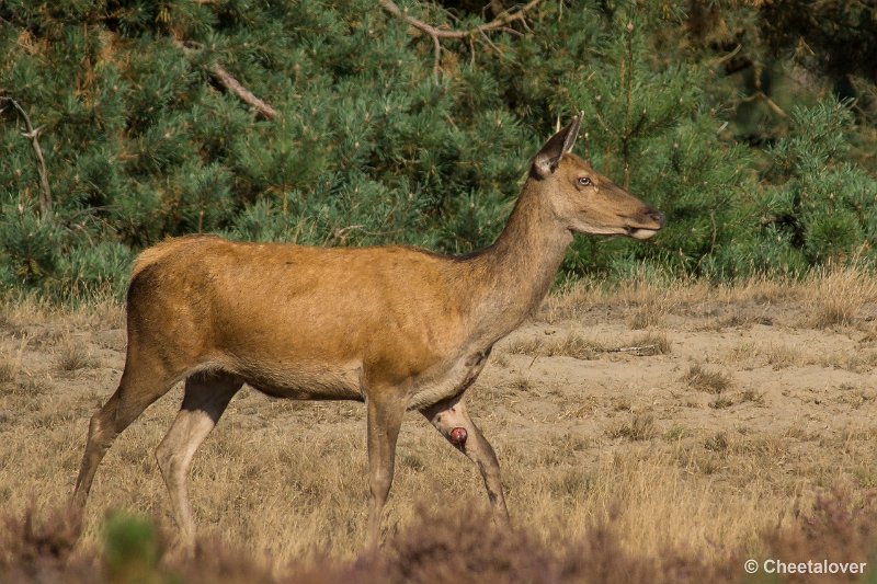 _DSC0290.JPG - Park de Hoge Veluwe