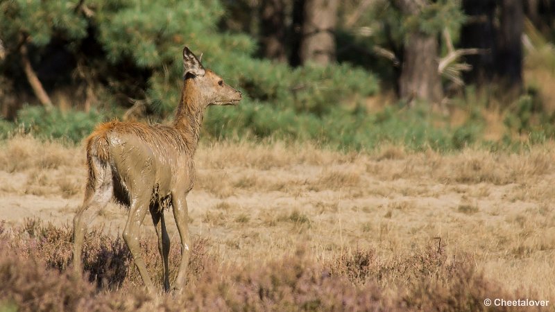 _DSC0301.JPG - Park de Hoge Veluwe