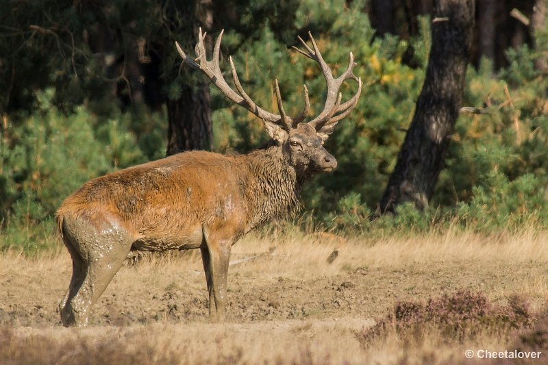 _DSC0317.JPG - Park de Hoge Veluwe