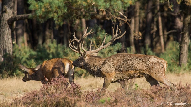 _DSC0337.JPG - Park de Hoge Veluwe