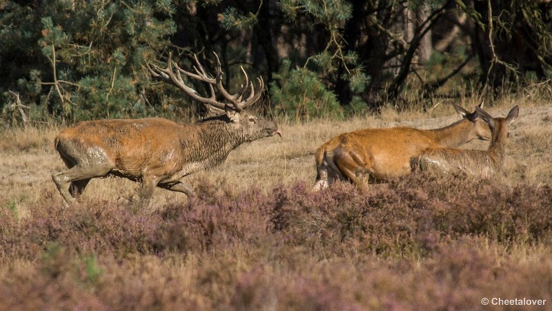 _DSC0347.JPG - Park de Hoge Veluwe