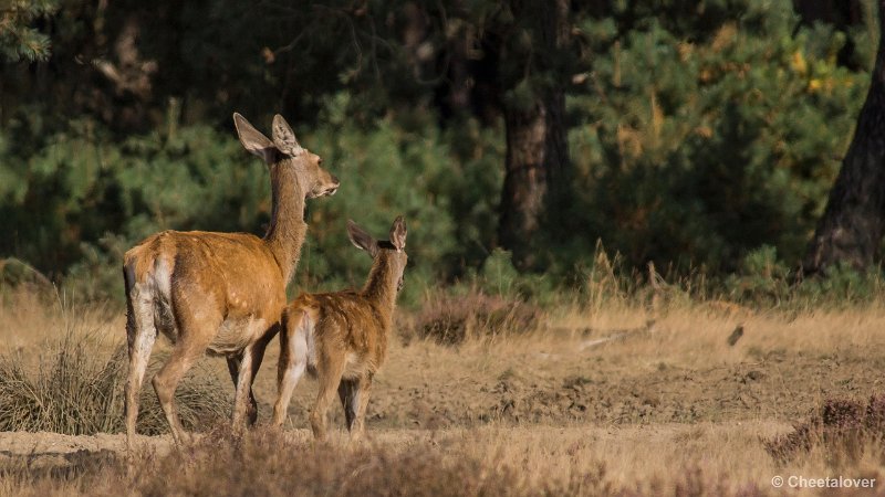 _DSC0385.JPG - Park de Hoge Veluwe