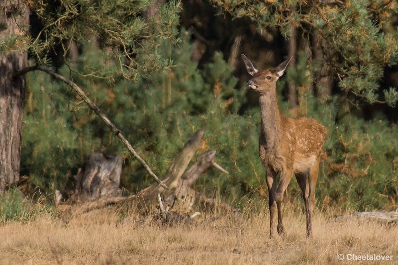 _DSC0400.JPG - Park de Hoge Veluwe