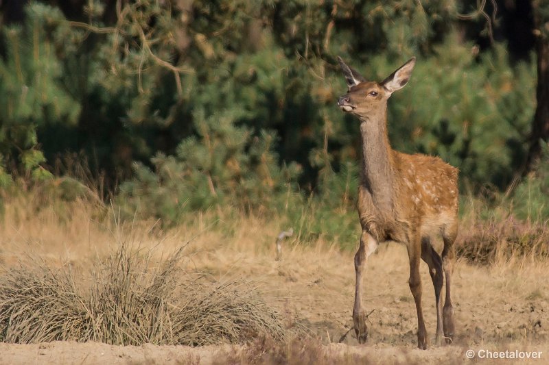 _DSC0414.JPG - Park de Hoge Veluwe