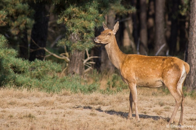 _DSC0424.JPG - Park de Hoge Veluwe