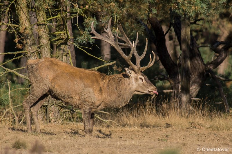 _DSC0437.JPG - Park de Hoge Veluwe