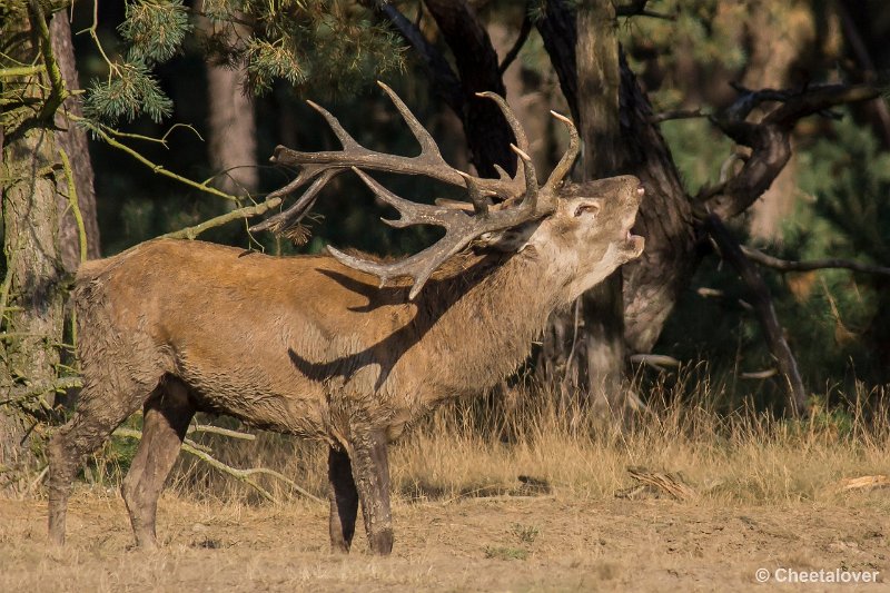 _DSC0449.JPG - Park de Hoge Veluwe