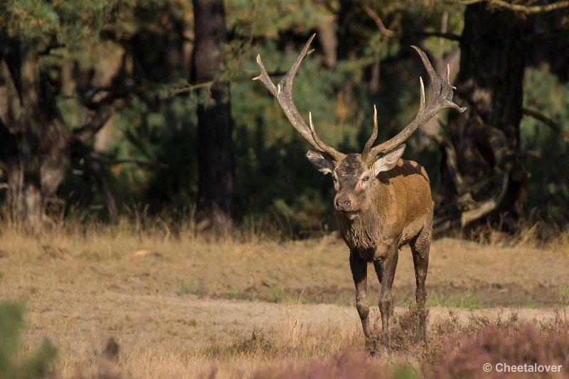 _DSC0478.JPG - Park de Hoge Veluwe