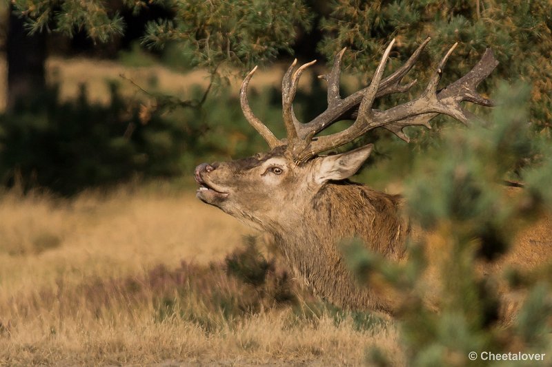 _DSC0498.JPG - Park de Hoge Veluwe