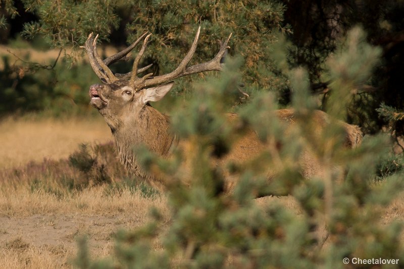 _DSC0507.JPG - Park de Hoge Veluwe