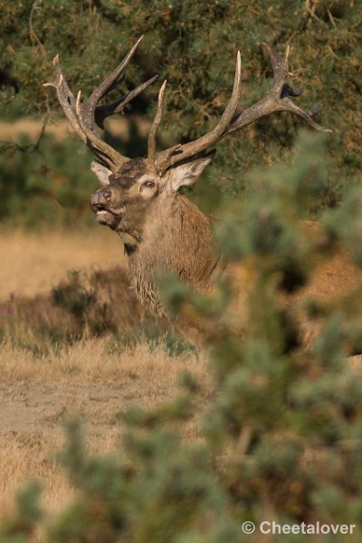 _DSC0514.JPG - Park de Hoge Veluwe