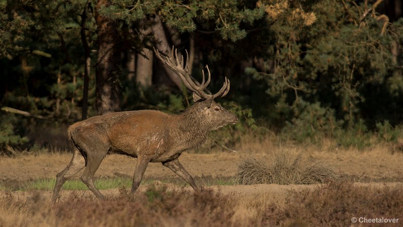 _DSC0529.JPG - Park de Hoge Veluwe