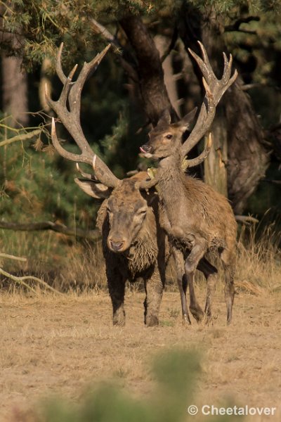 _DSC0557.JPG - Park de Hoge Veluwe