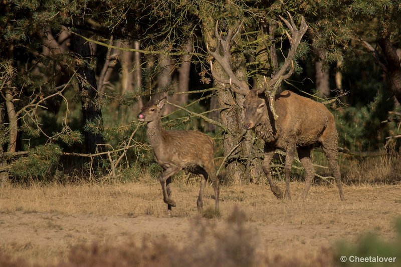 _DSC0559.JPG - Park de Hoge Veluwe