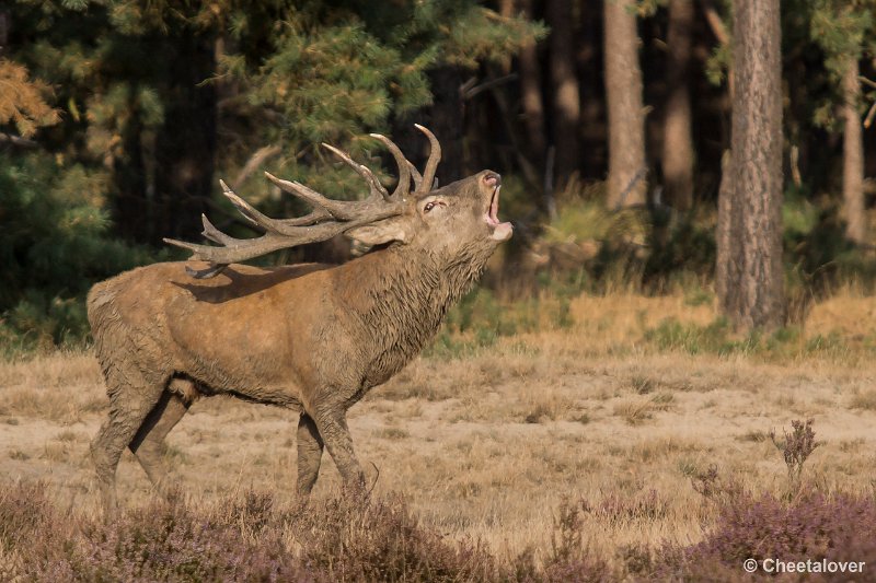 _DSC0622.JPG - Park de Hoge Veluwe