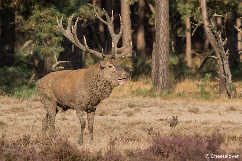 _DSC0627.JPG - Park de Hoge Veluwe