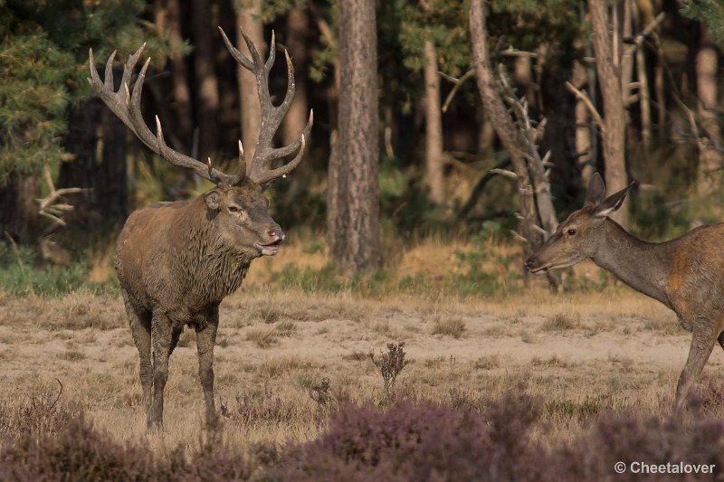 _DSC0635.JPG - Park de Hoge Veluwe