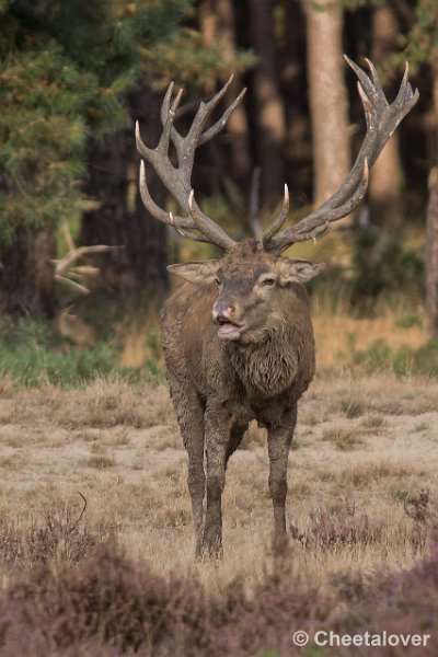 _DSC0640.JPG - Park de Hoge Veluwe