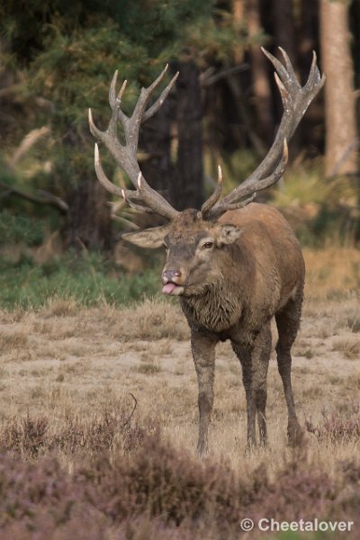 _DSC0642.JPG - Park de Hoge Veluwe