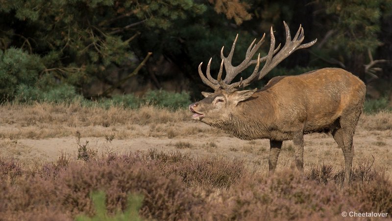 _DSC0644.JPG - Park de Hoge Veluwe