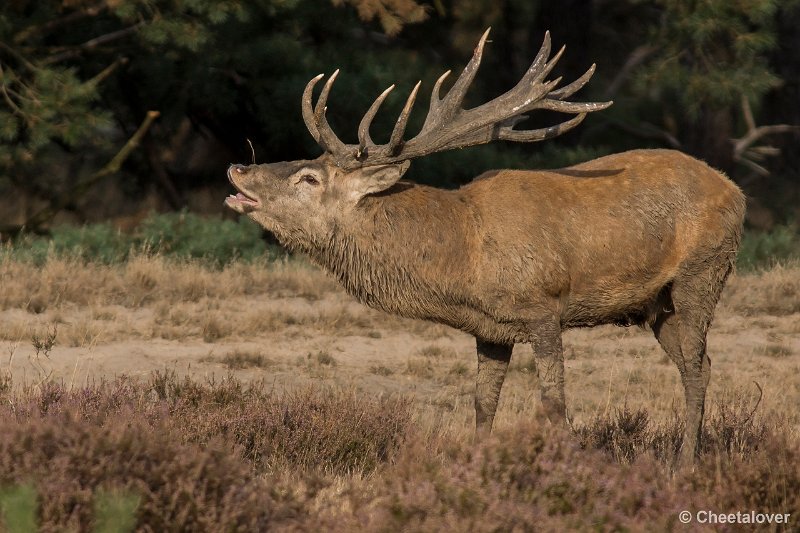 _DSC0651.JPG - Park de Hoge Veluwe