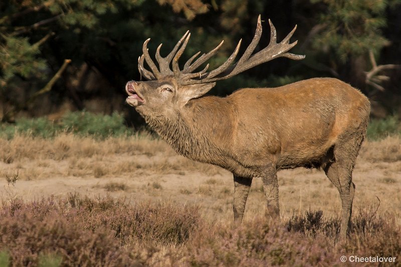 _DSC0659.JPG - Park de Hoge Veluwe