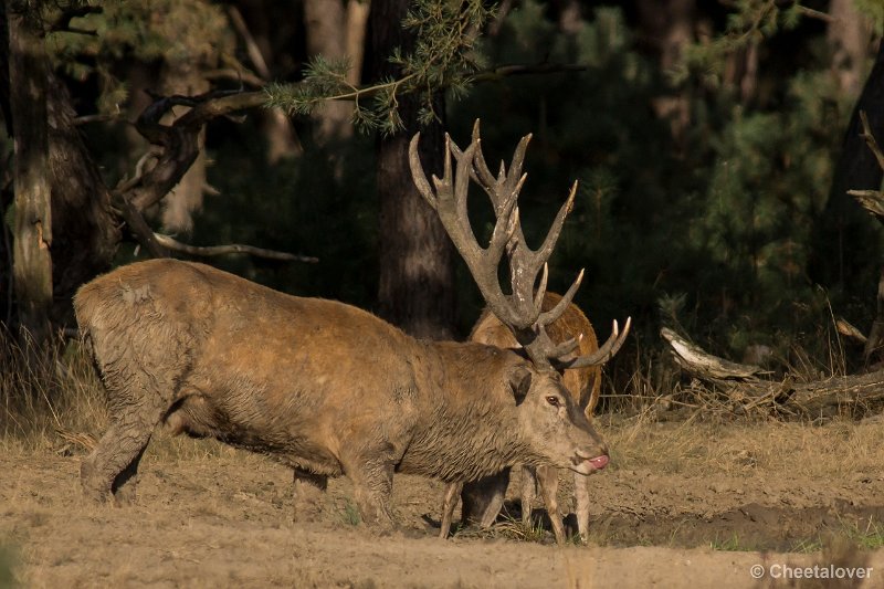 _DSC0684.JPG - Park de Hoge Veluwe