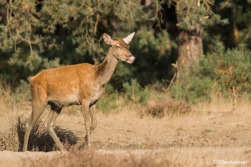 _DSC0698.JPG - Park de Hoge Veluwe