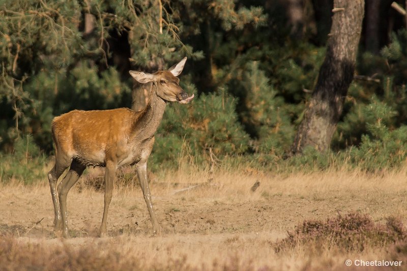 _DSC0701.JPG - Park de Hoge Veluwe