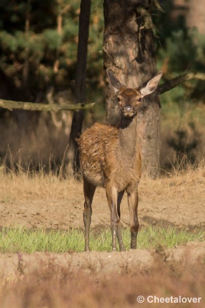 _DSC0710.JPG - Park de Hoge Veluwe