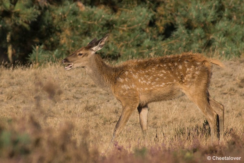 _DSC0746.JPG - Park de Hoge Veluwe