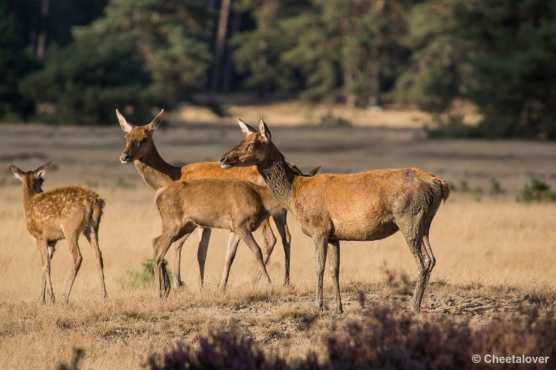 _DSC0769.JPG - Park de Hoge Veluwe