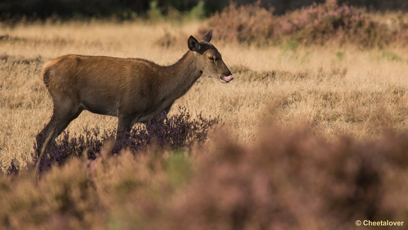 _DSC0814.JPG - Park de Hoge Veluwe