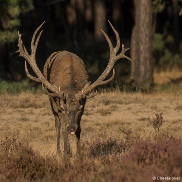 _DSC0830.JPG - Park de Hoge Veluwe