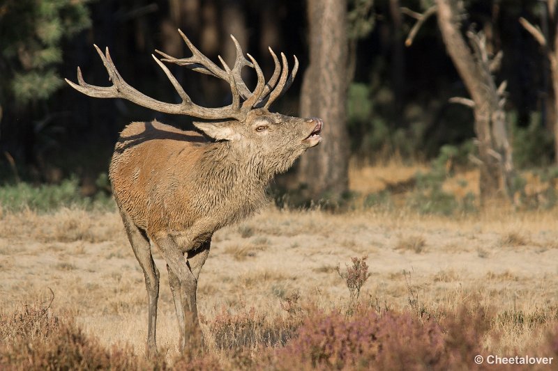 _DSC0849.JPG - Park de Hoge Veluwe