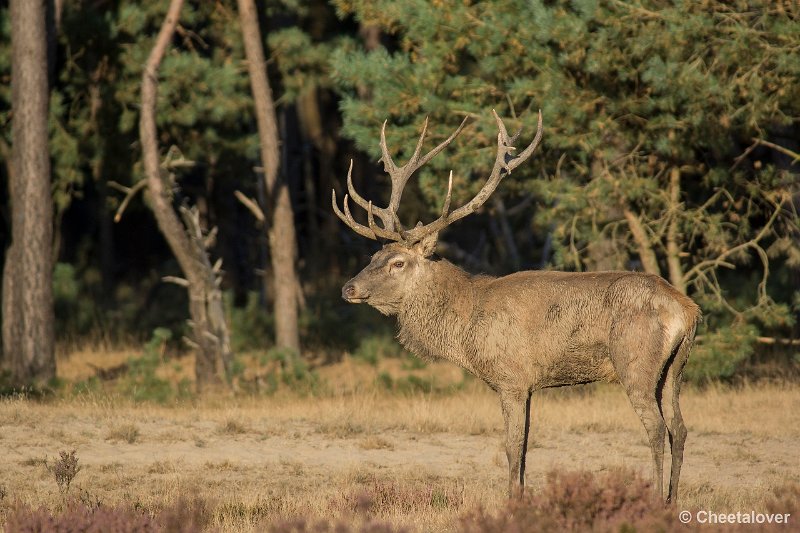 _DSC0875.JPG - Park de Hoge Veluwe