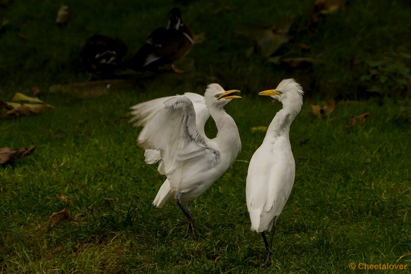 _DSC0114.JPG - 2016-10-29 Monde Verde, Wereldtuine