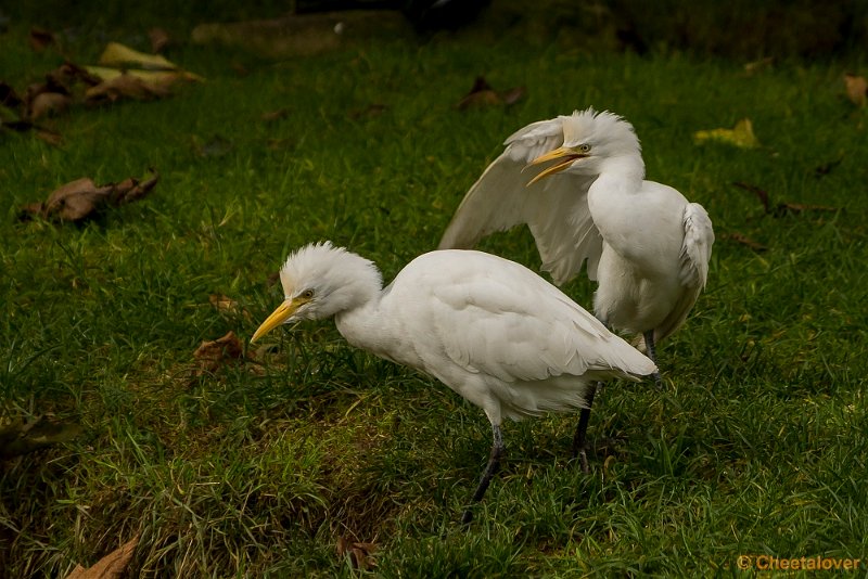 _DSC0118.JPG - 2016-10-29 Monde Verde, Wereldtuine