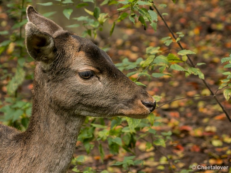 _DSC0158.JPG - 2016-10-29 Monde Verde, Wereldtuine