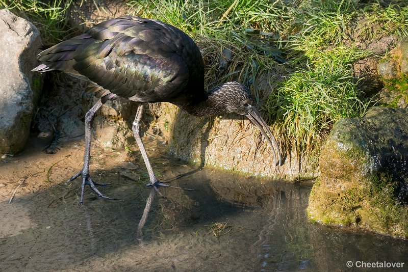 _DSC0301.JPG - 2016-10-29 Monde Verde, Wereldtuine